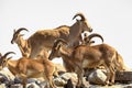 Many big horn sheeps on the rocks Royalty Free Stock Photo