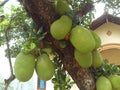 Many big Jackfruit hanging on the tree at the frontyard