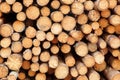 Many Big Pine Wood logs In Large Woodpile Background Texture Royalty Free Stock Photo