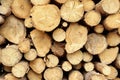 Many Big Pine Wood logs In Large Woodpile Background Texture Royalty Free Stock Photo