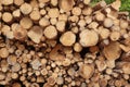 Many Big Pine Wood logs In Large Woodpile Background Texture