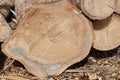 Many Big Pine Wood logs In Large Woodpile Background Texture