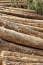 Many Big Pine Wood logs In Large Woodpile Background Texture Royalty Free Stock Photo