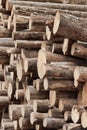 Many Big Pine Wood logs In Large Woodpile Background Texture