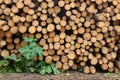 Many Big Pine Wood logs In Large Woodpile Background Texture