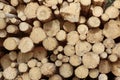 Many Big Pine Wood logs In Large Woodpile Background Texture