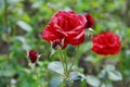 Many big red roses with buds in the garden on a green background Royalty Free Stock Photo
