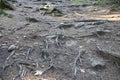 Many big and visible roots of old tree in mountain area forest Royalty Free Stock Photo