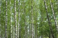 Many birch branches blossom in spring