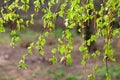 Birch branches with many green leaves in summer season after the rain Royalty Free Stock Photo