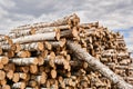 Many birch logs are stacked in a woodyard before processing or transportation