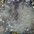 Many birch pollen on surface of puddle in spring