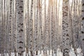 Many birch tree trunks background pattern / winter Royalty Free Stock Photo