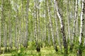 Many birch trees in the forest