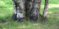 Many birch trunks grow from one root