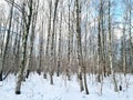 many birches in winter forest Royalty Free Stock Photo