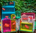 Many bird cages that sold out all the birds, pet trade in Asia, animal exploitation background Royalty Free Stock Photo