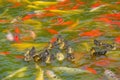 Mallard birdlings and koi carps Royalty Free Stock Photo