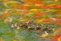 Mallard birdlings and koi carps Royalty Free Stock Photo