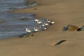 Many birds in baja california beach mexico Royalty Free Stock Photo