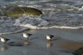 Many birds in baja california beach mexico Royalty Free Stock Photo