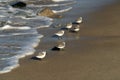 Many birds in baja california beach mexico Royalty Free Stock Photo