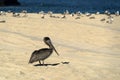 Pelican seagull many birds in baja california beach mexico Royalty Free Stock Photo