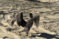 Pelican seagull many birds in baja california beach mexico Royalty Free Stock Photo