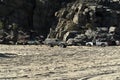 Pelican seagull many birds in baja california beach mexico Royalty Free Stock Photo