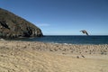 Pelican seagull many birds in baja california beach mexico Royalty Free Stock Photo