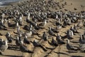 Pelican seagull many birds in baja california beach mexico Royalty Free Stock Photo