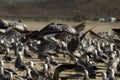 Pelican seagull many birds in baja california beach mexico Royalty Free Stock Photo