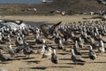 Pelican seagull many birds in baja california beach mexico Royalty Free Stock Photo