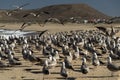 Pelican seagull many birds in baja california beach mexico Royalty Free Stock Photo