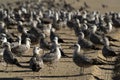 Pelican seagull many birds in baja california beach mexico Royalty Free Stock Photo