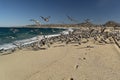 Pelican seagull many birds in baja california beach mexico Royalty Free Stock Photo