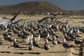 Pelican seagull many birds in baja california beach mexico Royalty Free Stock Photo