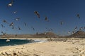 Pelican seagull many birds in baja california beach mexico Royalty Free Stock Photo