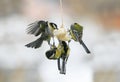 Many birds chickadees hanging on a piece of bacon on the trough