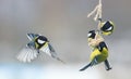 Many birds chickadees hanging on a piece of bacon on the trough Royalty Free Stock Photo