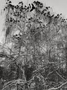 many birds crows sit on bare branches of trees in winter. black and white photography Royalty Free Stock Photo