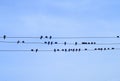 Birds on cable blue sky electric power line Royalty Free Stock Photo