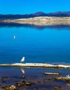 Many birds feed on Mono Lake Royalty Free Stock Photo