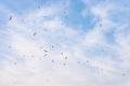 Many birds fly high in the blue sky Royalty Free Stock Photo