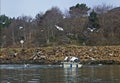 Many Birds Flying Around Small Boat On Lake