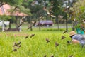 Many birds flying out field rice field animal wildlife migration frightening