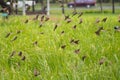 Many birds flying out from rice fields birds picture birds landscape bird photo rice field food migration escape frightening