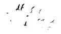 Many birds flying on sky isolated on white background. Royalty Free Stock Photo