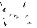 Many birds flying on sky isolated on white background. Royalty Free Stock Photo