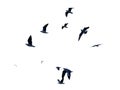 Many birds flying on sky isolated on white background. Royalty Free Stock Photo